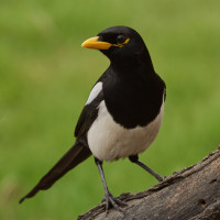 Yellow-billed Magpie